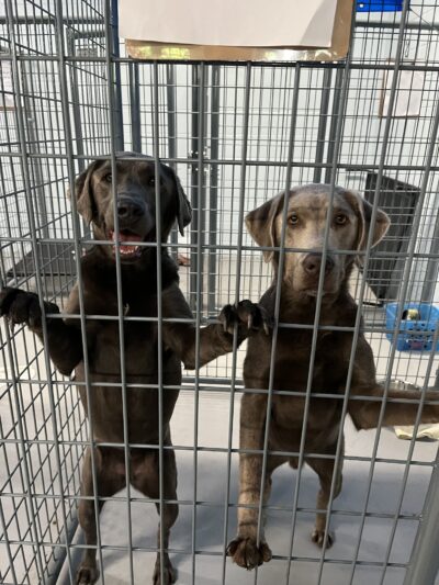 Tanks Place Dog Boarding & Daycare - Bonner Springs, KS