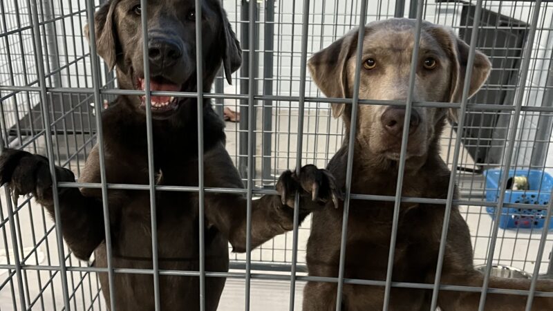 Tanks Place Dog Boarding & Daycare - Bonner Springs, KS