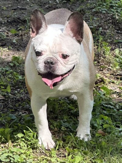 Tanks Place Dog Boarding & Daycare - Bonner Springs, KS