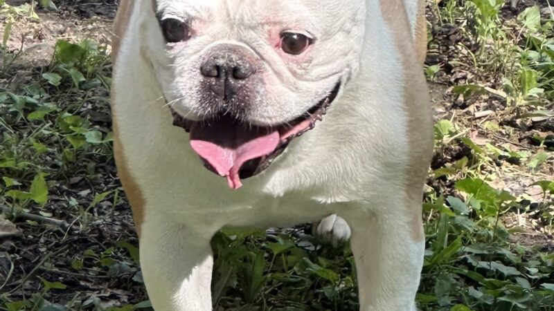 Tanks Place Dog Boarding & Daycare - Bonner Springs, KS
