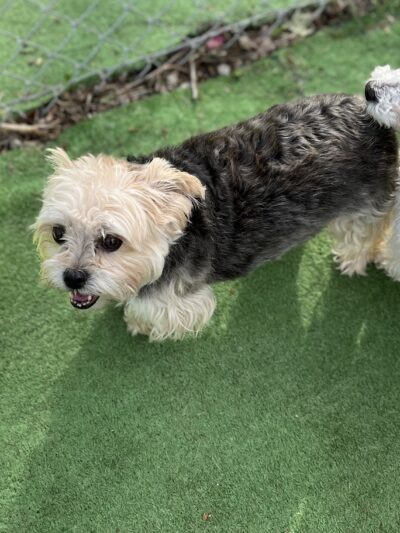 Tanks Place Dog Boarding & Daycare - Bonner Springs, KS