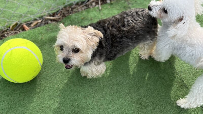 Tanks Place Dog Boarding & Daycare - Bonner Springs, KS