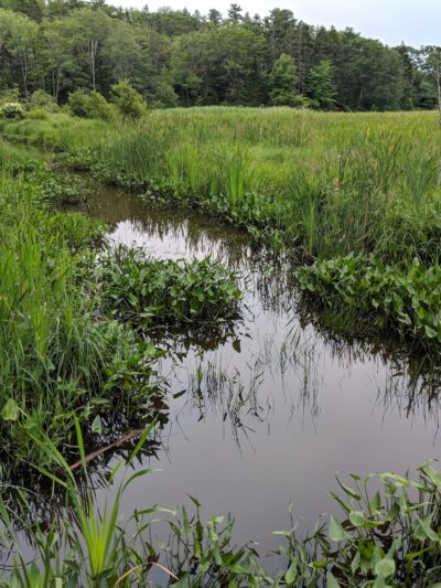 Penny Lake Preserve - Boothbay Harbor, ME