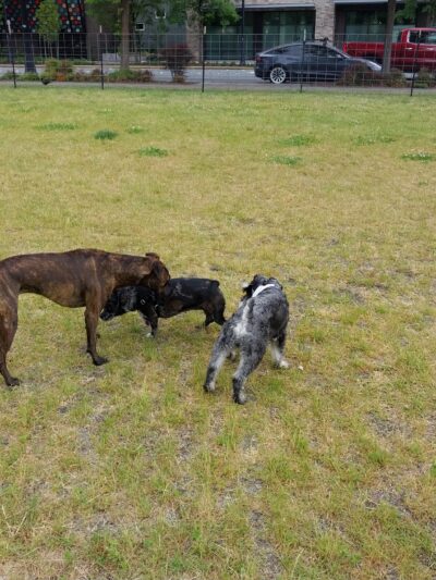 Bothell Pop-up Dog Park - Bothell, WA