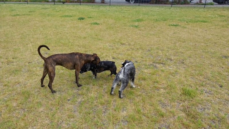 Bothell Pop-up Dog Park - Bothell, WA