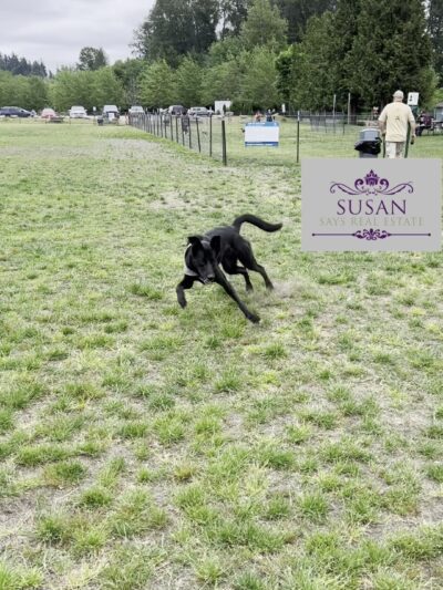Bothell Pop-up Dog Park - Bothell, WA