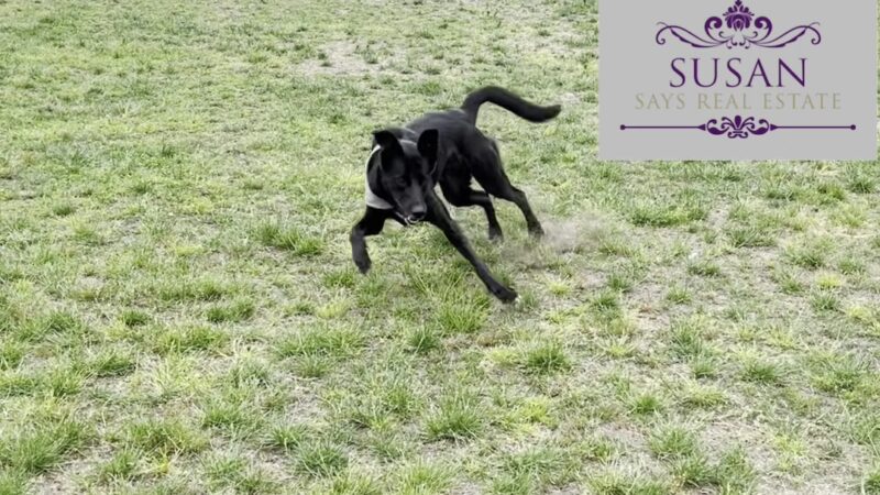 Bothell Pop-up Dog Park - Bothell, WA