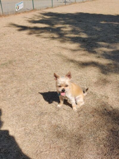 Bothell Pop-up Dog Park - Bothell, WA
