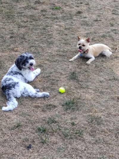 Bothell Pop-up Dog Park - Bothell, WA