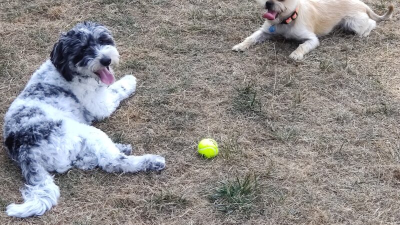 Bothell Pop-up Dog Park - Bothell, WA