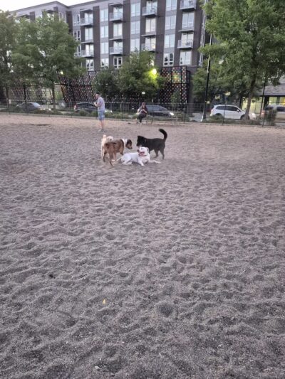 Bothell Pop-up Dog Park - Bothell, WA