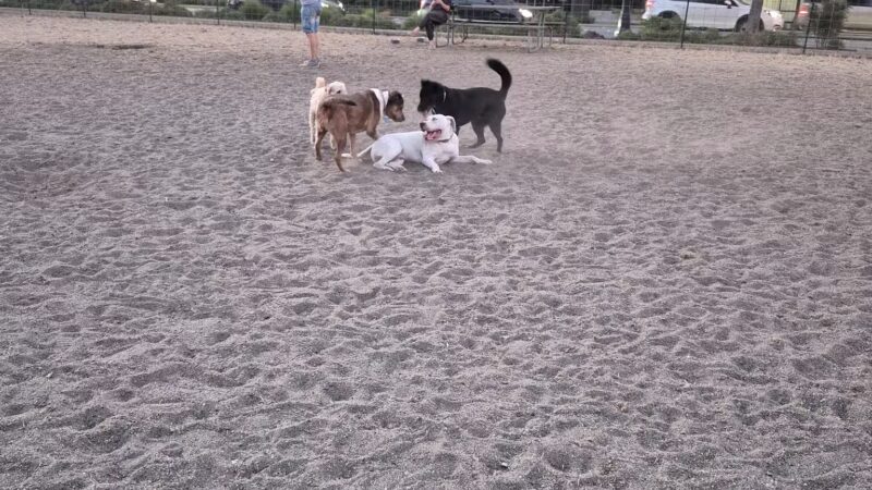Bothell Pop-up Dog Park - Bothell, WA