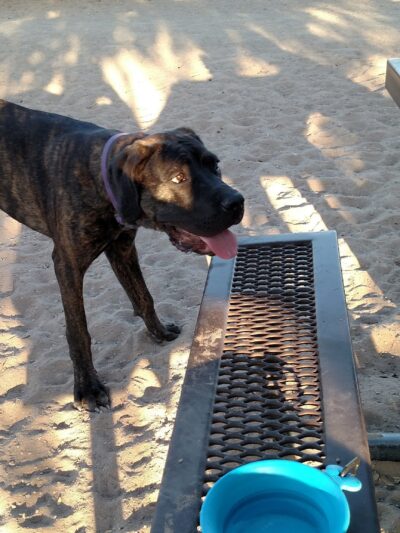 See Spot Run - Boulder City, NV