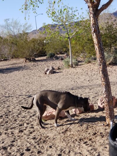 See Spot Run - Boulder City, NV