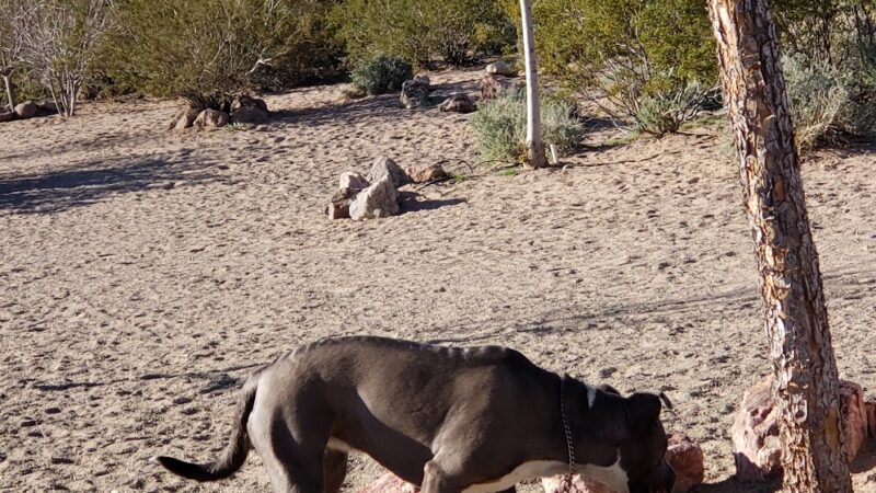 See Spot Run - Boulder City, NV
