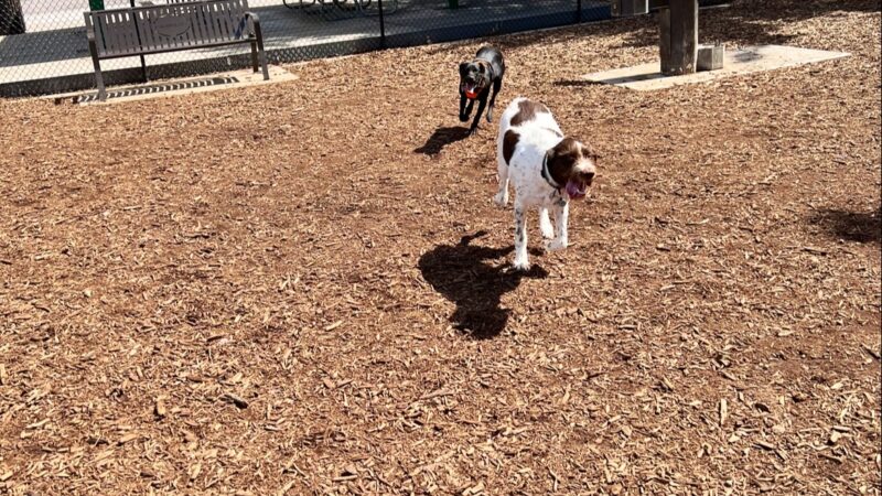 Brickyard Bark Park - Bountiful, UT