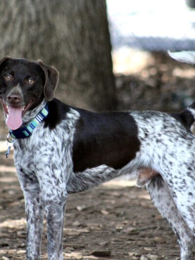 Brickyard Bark Park - Bountiful, UT