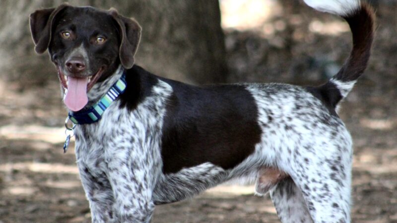 Brickyard Bark Park - Bountiful, UT