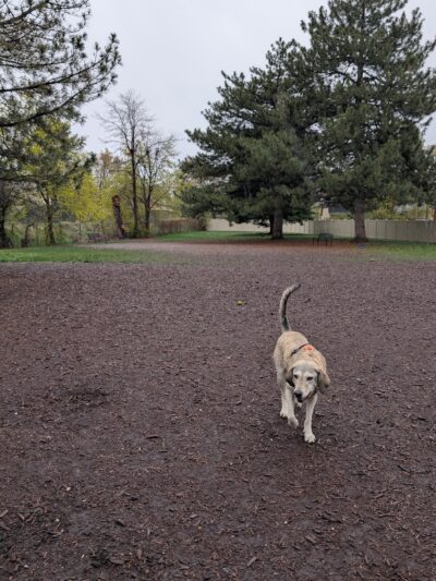 Brickyard Bark Park - Bountiful, UT