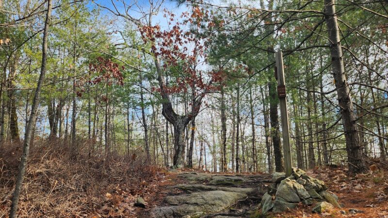 Nottingcook Forest - Bow, NH