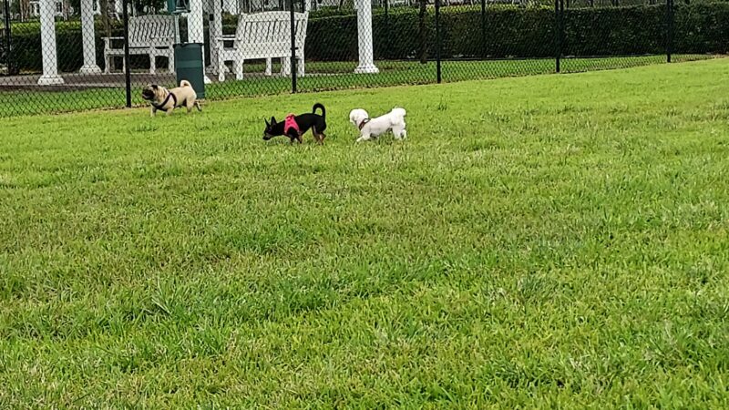 Boynton Village Park and Dog Park - Boynton Beach, FL