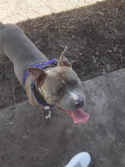 Boynton Village Park and Dog Park - Boynton Beach, FL