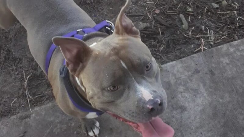 Boynton Village Park and Dog Park - Boynton Beach, FL