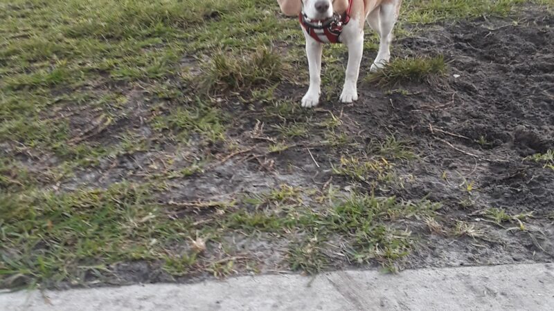 Dog Park - Boynton Beach, FL