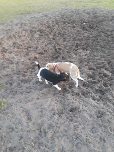 Dog Park - Boynton Beach, FL