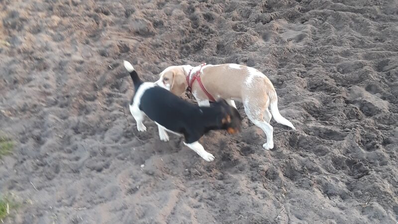 Dog Park - Boynton Beach, FL