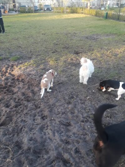 Dog Park - Boynton Beach, FL