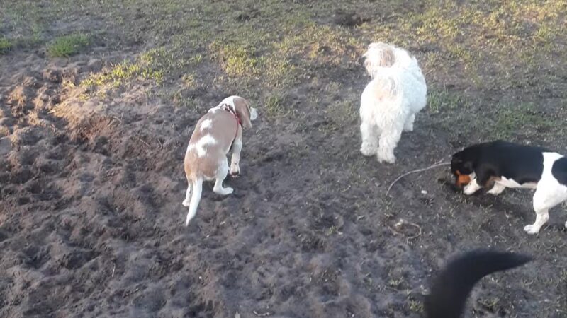 Dog Park - Boynton Beach, FL