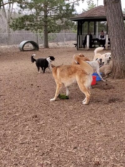 Buster Park- A Playground for Dogs - Brainerd, MN