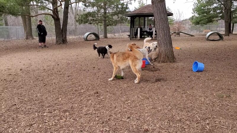 Buster Park- A Playground for Dogs - Brainerd, MN