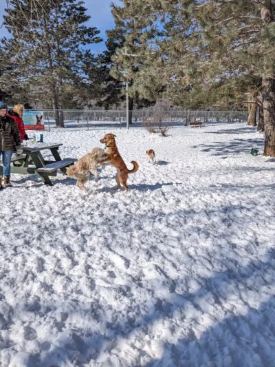 Buster Park- A Playground for Dogs - Brainerd, MN