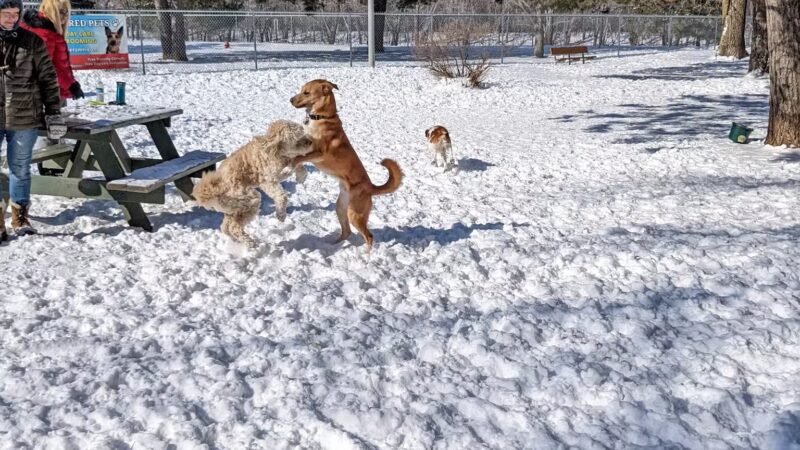 Buster Park- A Playground for Dogs - Brainerd, MN