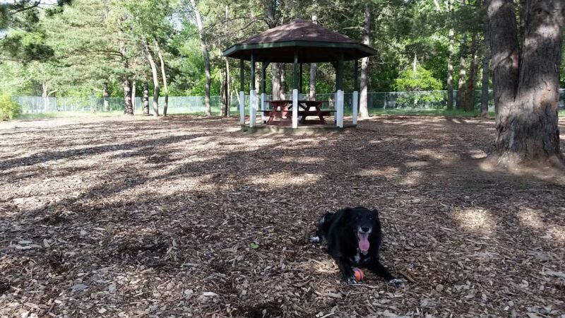 Buster Park- A Playground for Dogs - Brainerd, MN