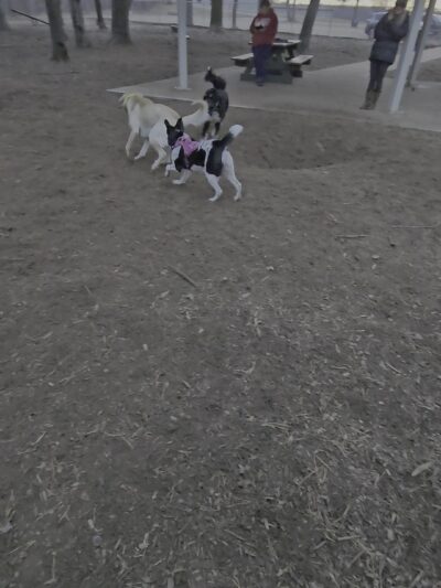 Buster Park- A Playground for Dogs - Brainerd, MN
