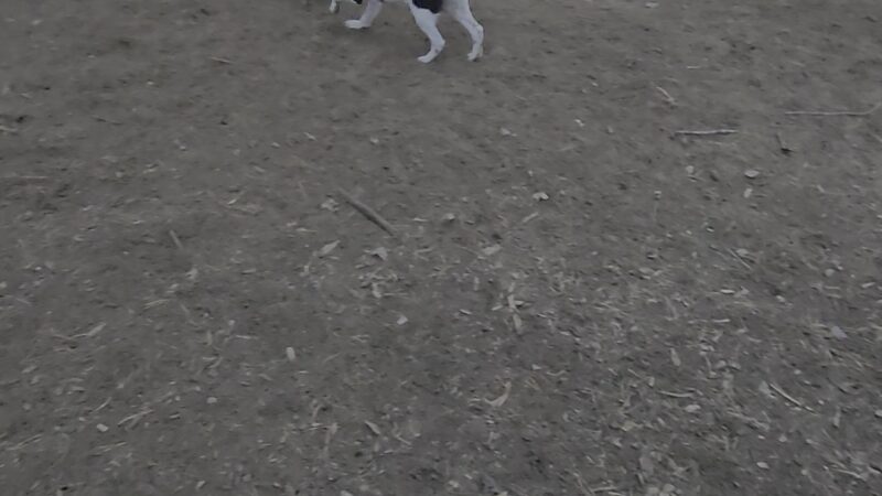 Buster Park- A Playground for Dogs - Brainerd, MN