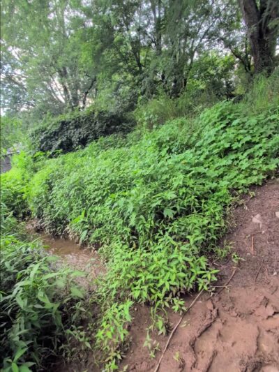 South Branch River Walk Trail - Branchburg, NJ