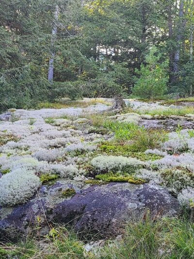 Brant Lake Bike Park - Brant Lake, NY