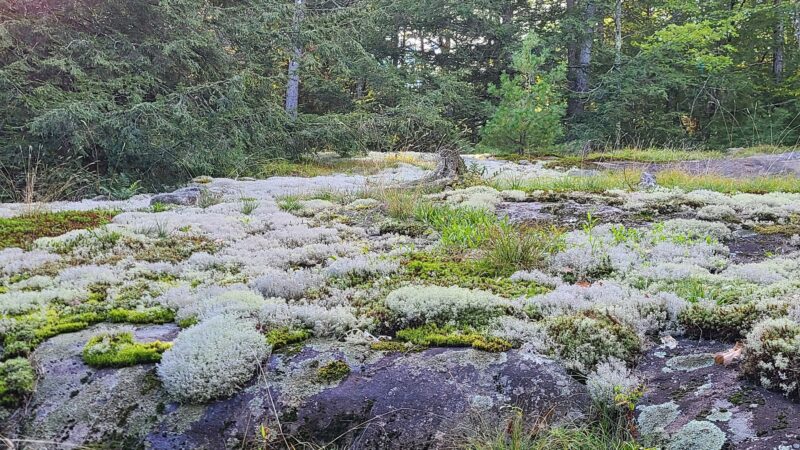 Brant Lake Bike Park - Brant Lake, NY