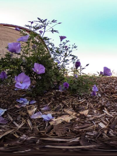 Golden Poppy Park - Brentwood, CA