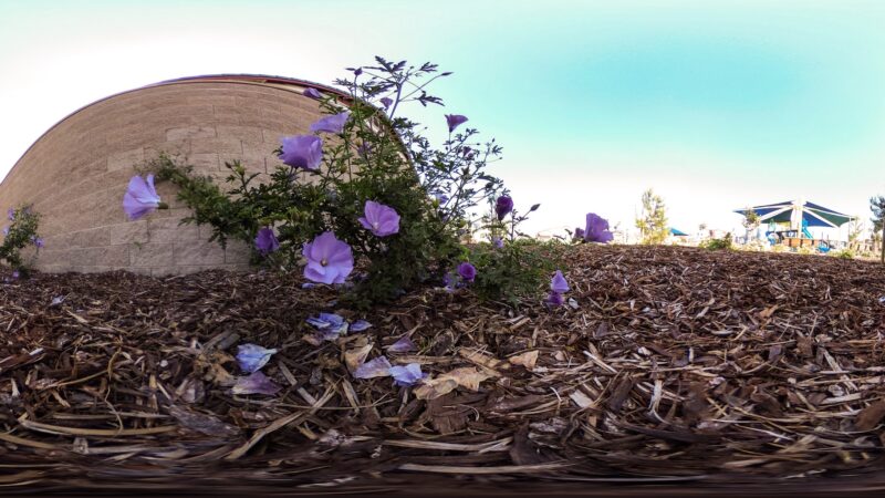Golden Poppy Park - Brentwood, CA
