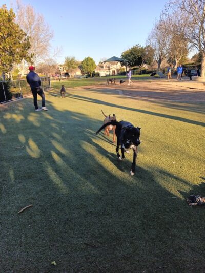 Kings Dog Park - Brentwood, CA