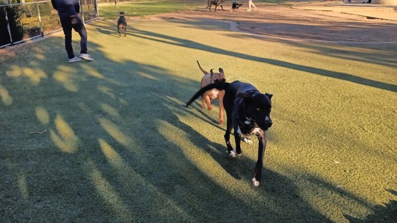 Kings Dog Park - Brentwood, CA