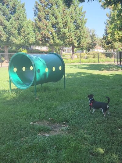 Kings Dog Park - Brentwood, CA
