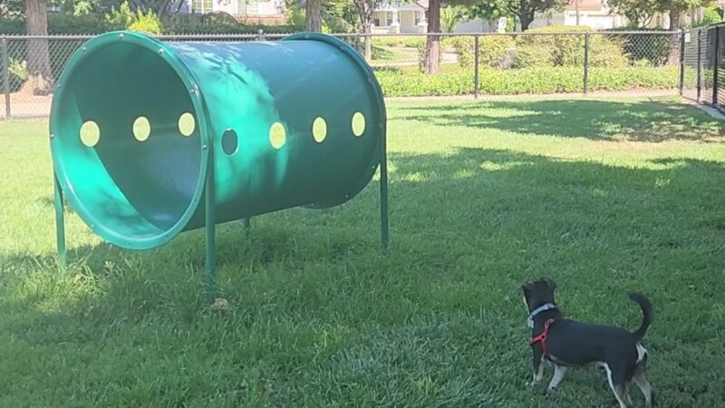 Kings Dog Park - Brentwood, CA