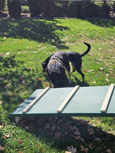 Kings Dog Park - Brentwood, CA