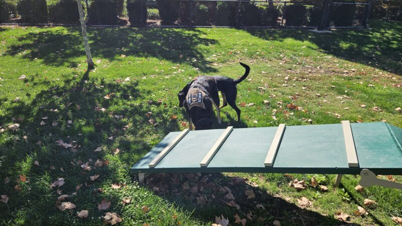 Kings Dog Park - Brentwood, CA